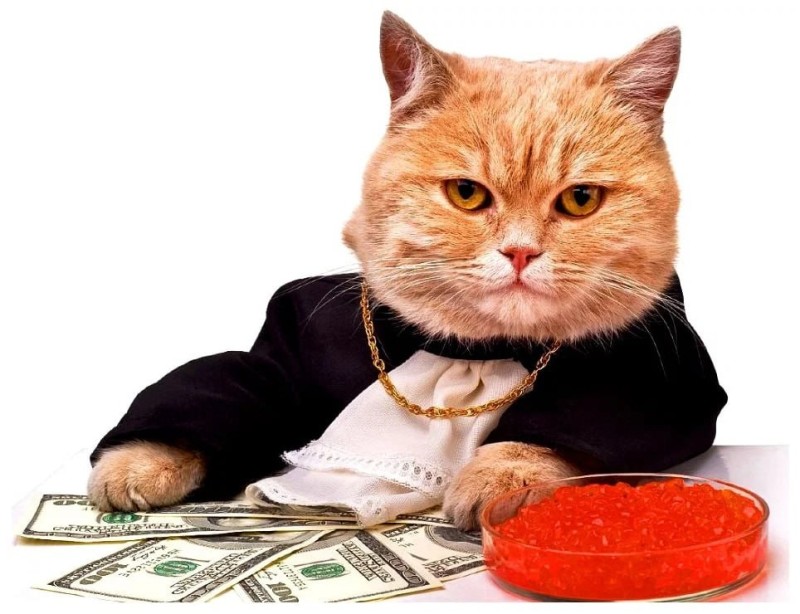 Create meme: cash cat, cat money, money cat
