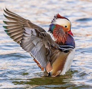 Create meme: duck, duck Mandarin duck