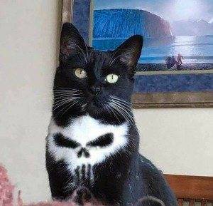 Create meme: seals, cat Punisher, cat black