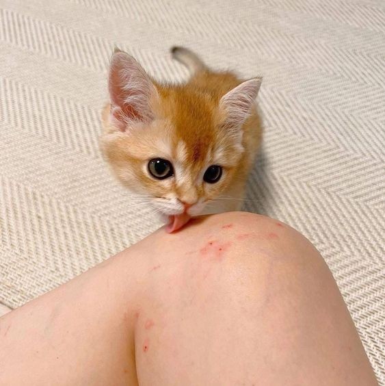 Create meme: ginger kitten , The little cat bites, cat 