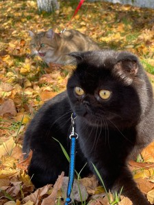 Создать мем: бомбейская кошка, скоттиш фолд черный голубоглазая, шотландская вислоухая кошка черная