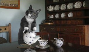 Create meme: tea, tea, cat