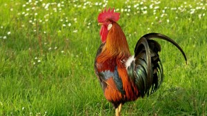 Create meme: Maran rooster, big cock, rooster