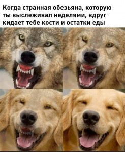 Создать мем: злой волк, волчий оскал, звериный оскал