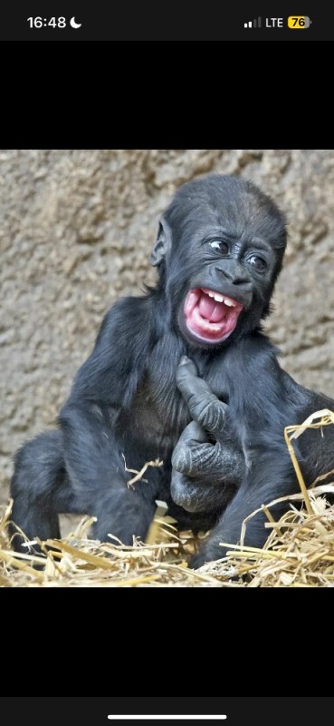 Создать мем: смешные обезьянки, маленький шимпанзе, горилла смешная