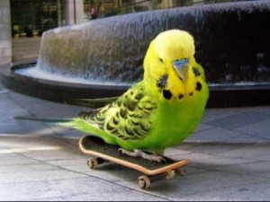 Создать мем: волнистых попугаев, попуг, волнистый попугайчик скейт
