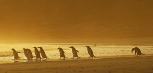 Создать мем: австралия пингвины на острове, остров филиппа австралия пингвины, закат птицы