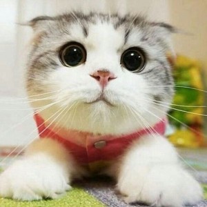 Create meme: cute cat, surprised kitty, cute cats