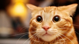 Create meme: the surprised cat, cat, cat red