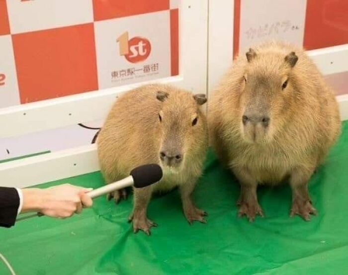 Create meme: funny capybara, a pet capybara, big capybara guinea pig