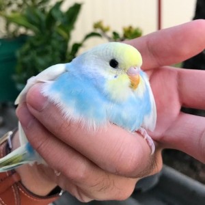 Create meme: budgie, wavy parrot