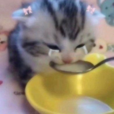 Create meme: the kitten drinks milk, cat , a cat in yogurt