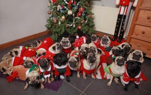 Create meme: merry christmas, santa, pug dog