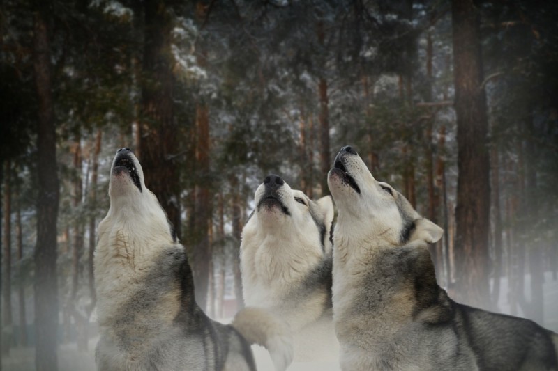 Create meme: a pack of wolves , the howling wolf , Siberian husky 