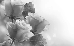 Create meme: Wallpapers rose black and white, roses, white flowers