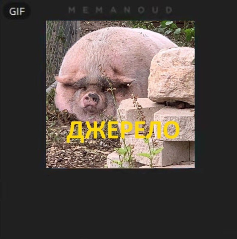 Create meme: pig , pig by, the pig is an adult