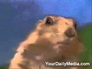 Create meme: squirrel, dramatic Chipmunk, hamster