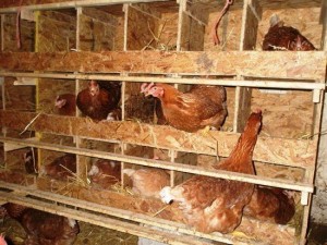 Create meme: nests for hens, roost for chickens, the size of nest for chickens laying hens