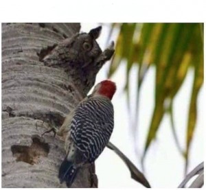 Create meme: Cuban silkly woodpecker, Animal, birds