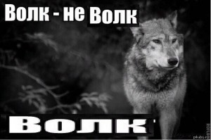 Create meme: wolf meme potiranie, the wolf is weaker than lion and tiger but a wolf in circus acts, wolf