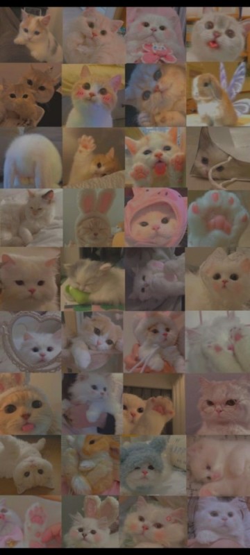 Create meme: adorable kittens, cute cats aesthetics, seals 