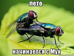 Создать мем: муха насекомое, большая муха, зеленая муха