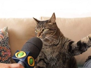 Создать мем: смешные коты, забавные животные, кот с микрофоном мем