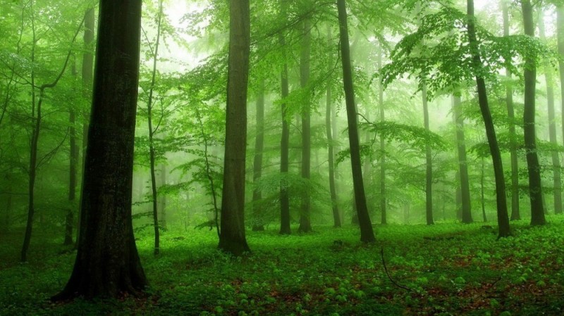 Создать мем: туман в лесу, красивый лес, лес деревья