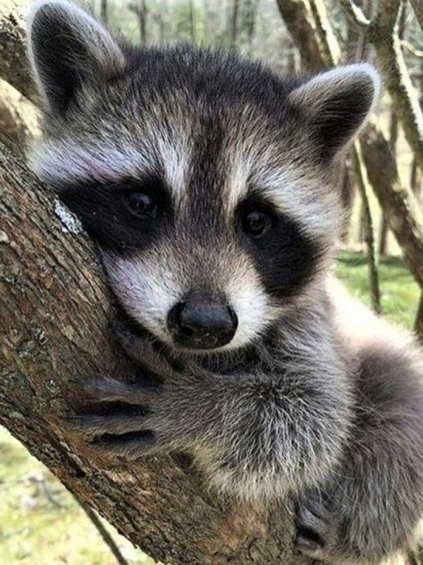 Создать мем: енотик маленький, животные енот, raccoon