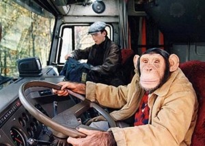 Создать мем: водитель маршрутки прикол, за рулём, обезьяна за рулем грузовика