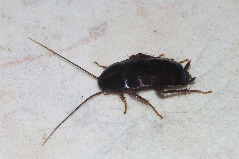 Create meme: little black cockroach, a large cockroach, brown cockroach