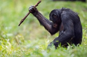 Создать мем: бонобо обезьяна, шимпанзе бонобо, шимпанзе