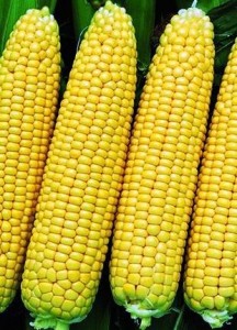 Создать мем: кукуруза сорта, кукуруза сахарный початок, кукуруза