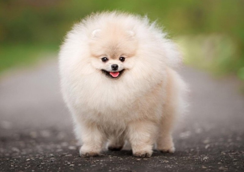 Create meme: breed of dog of the Spitz, breed Pomeranian, Pomeranian puppy