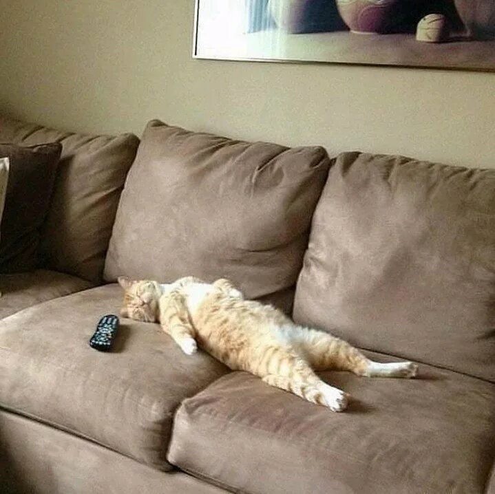 Create meme: cat on the couch, lying on the couch, the cat is lying on the sofa
