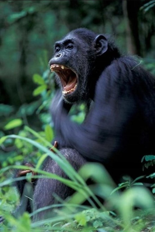 Создать мем: горилла оскал, голова шимпанзе, обезьяна горилла