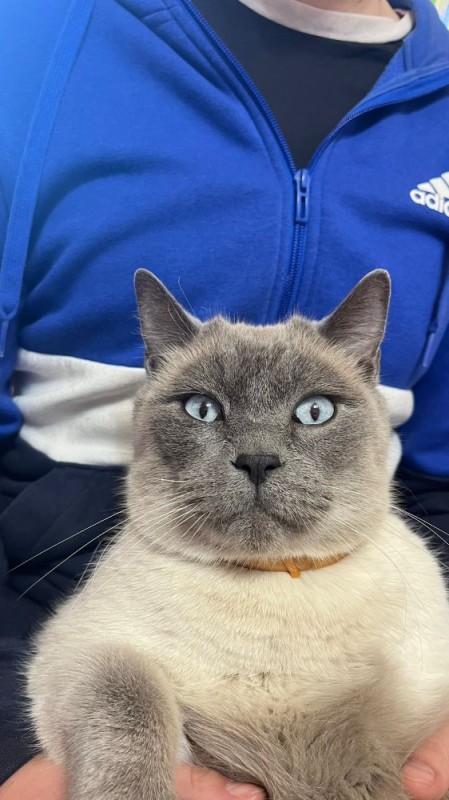 Создать мем: кошка, британская короткошёрстная кошка, кот серый