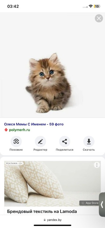 Создать мем: милые кошки, котэ, кот