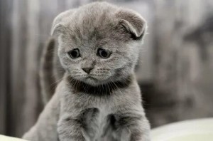 Create meme: Scottish fold cat, the cat is sad, sad cat