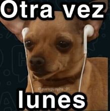 Create meme: dog, funny dogs, Chihuahua meme