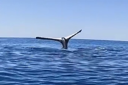Create meme: The whale's tail, whale, kit 