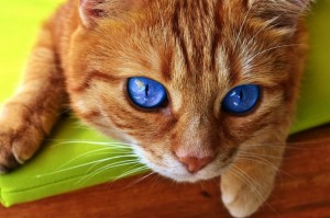 Create meme: red cat with green eyes, red cat