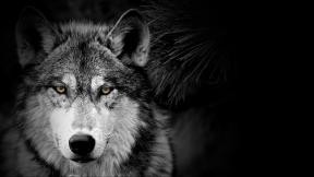 Create meme: beautiful wolf, bad wolf, wolf muzzle