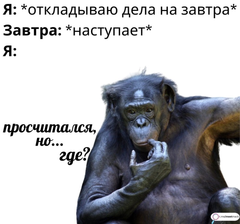 Создать мем: анекдоты лучшие, задумчивая обезьяна, может не ходить завтра на работу