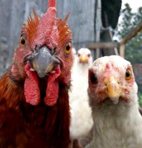 Create meme: chicken chicken, bird chicken, laying hens