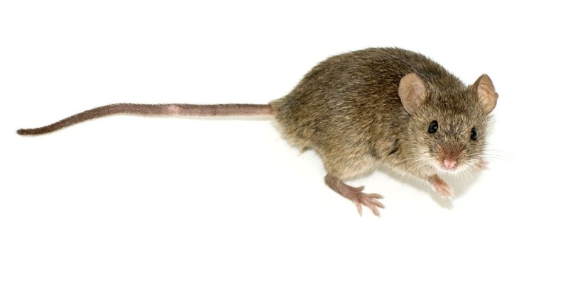 Create meme: mouse or rat, mouse , field mouse