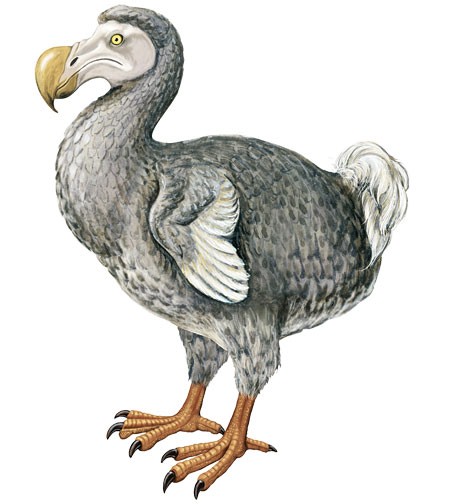 Create meme: dodo bird, Dodo , extinct dodo bird