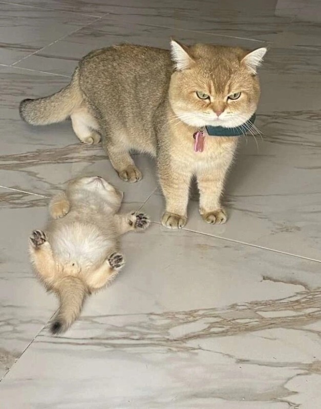 Create meme: golden chinchilla cat, cat , golden chinchilla cat