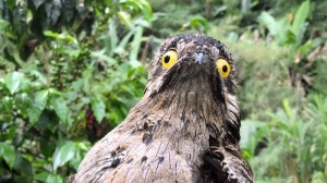 Create meme: Nightjar bird, giant grey Nightjar, giant Nightjar bird