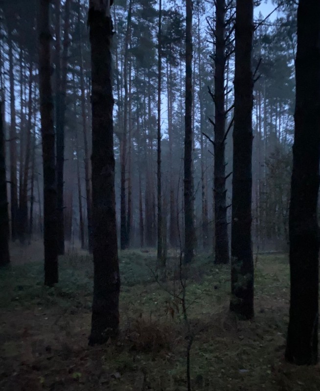 Create meme: deep forest, forest fog, dark forest
